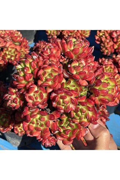 SukuLand Echeveria Red Lantern kore ithal koleksiyonluk özel tür sukulent 5,5...