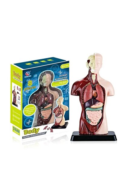 Eser kırtasiye Human Anatomy Model 24.5cm Torso Model Puzzle Manikin Learning...