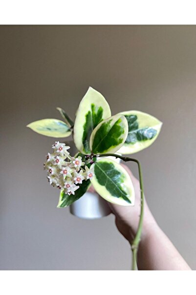 Byaysima Hoya Australis Blondie Krem Rengi Mum Çiçeği Mis Kokulu İthal Canlı ...