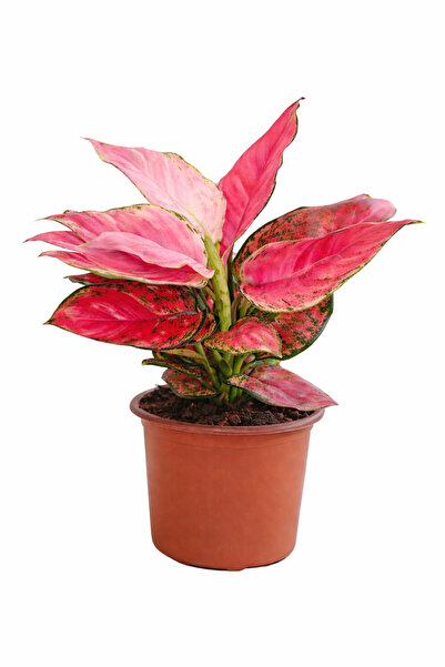 Generic أغلاونيما وردية 25-30 سم