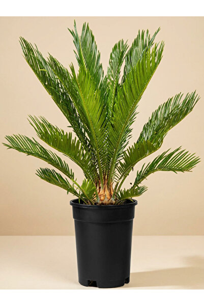 Generic سيكاس ريفولوتا (ساجو بالم) 40- 50 سم