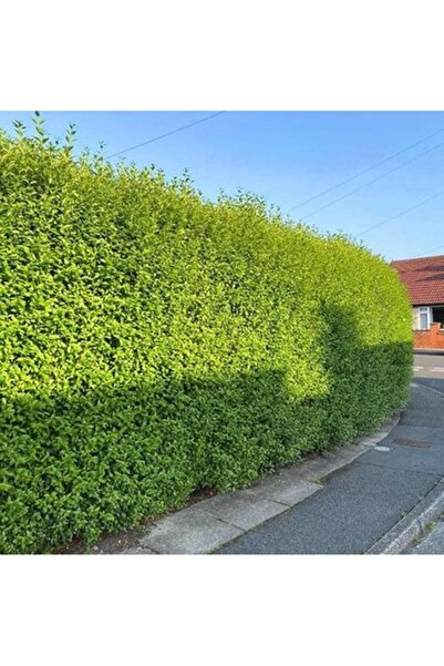 ASES tüplü 10 adet çitbitkisi Ligustrum(kurtbağrı) fidanı boy 150-180 cm