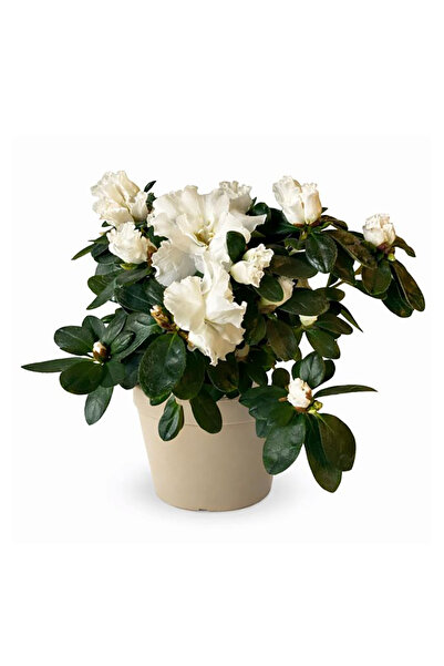 Ernaz Bitki Dünyası Açelya (Azalea) Orman Gülü Beyaz | 30-40 cm Boy Çiçekli C...