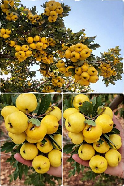 AFYONDOĞAPEYZAJ AŞILI SARI BELEN ALIÇ FİDANI AÇIK KÖK