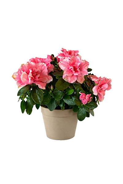 Ernaz Bitki Dünyası Açelya (Azalea) Orman Gülü Pembe Ebruli | 30-40 cm Boy Çi...