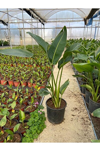 A&N Florya Vadi Canlı Starliçe Cennet Kuşu (Strelitzia) 100–150 cm | 2 Köklü ...