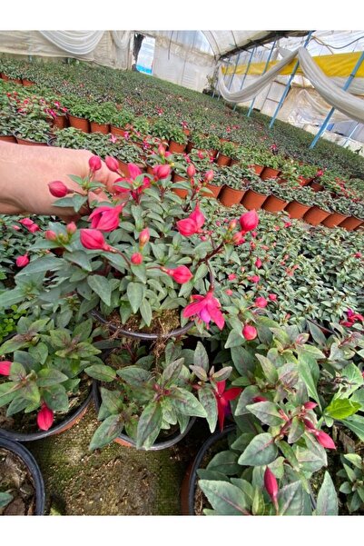 A&N Florya Vadi 2 Adet Küpe Çiçeği Canlı 10–20 cm – Küçük Boy Saksı Bitkisi