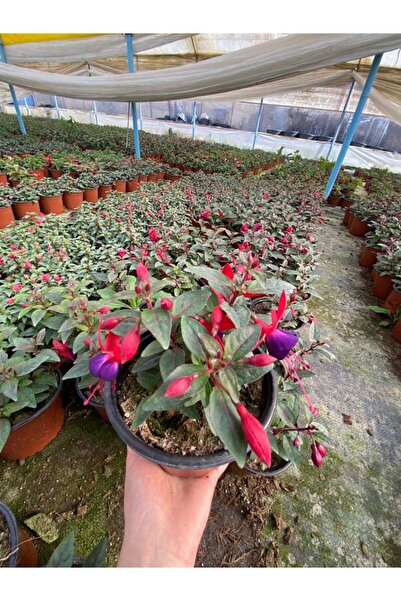 A&N Florya Vadi Canlı Küpe Çiçeği 1 Adet 10–20 cm – Bakımı Kolay, Uzun Süre Ç...