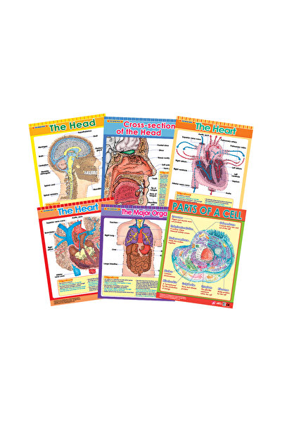 123Publishing House استكشاف جسم الإنسان (6 لوحات جدارية) - مجموعة لوحات جداري...
