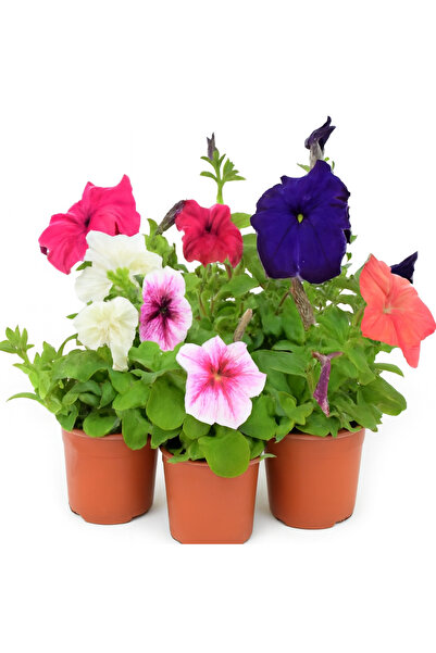 Generic نباتات بتونيا مزهرة، 5-8 سم، علبة تحتوي على 24 قطعة