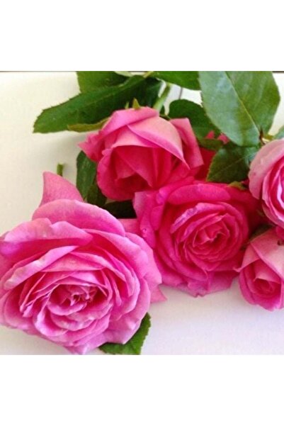 TohumBul Tüplü Yediveren Kokulu Reçellik Isparta Gül Fidanı