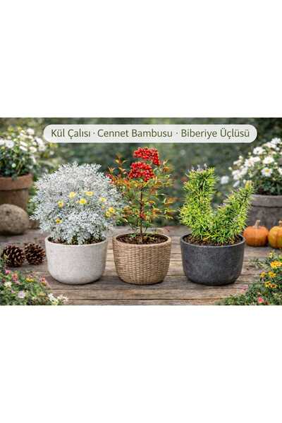 Lotus Botanik 3’lü Canlı Bitki Seti | Boy 50–70 cm | Kül Çalısı – Cennet Bamb...
