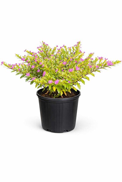 Lotus Botanik Küfeya Bitkisi - Küfeya Çalısı (Cuphea hyssopifolia) – Saksıda ...