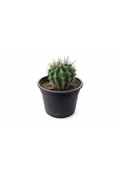 Lotus Botanik Echinopsis Kaktüsü Canlı Bitki (Echinopsis spp.) | Boy 5–10 cm
