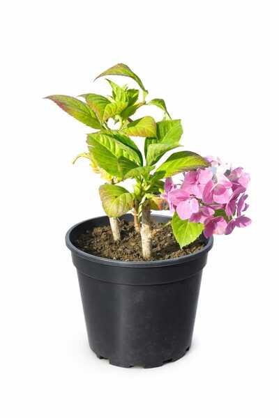 Ortanca Çiçeği Çalısı - Canlı Bitki (Hydrangea macrophylla) | Boy 20–25 cm