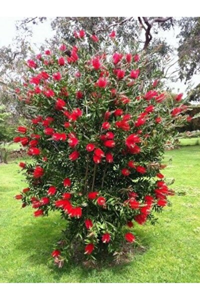 Lotus Botanik Fırça Çiçeği Çalısı (Callistemon) - 50-80 cm
