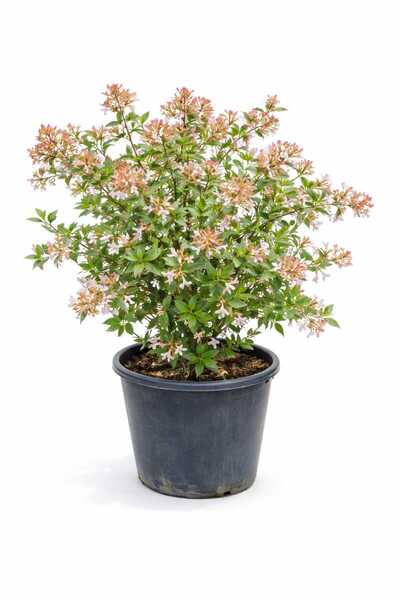 Lotus Botanik Abelya Çalısı Bitkisi (Abelia grandiflora) – Saksıda Canlı Bitk...