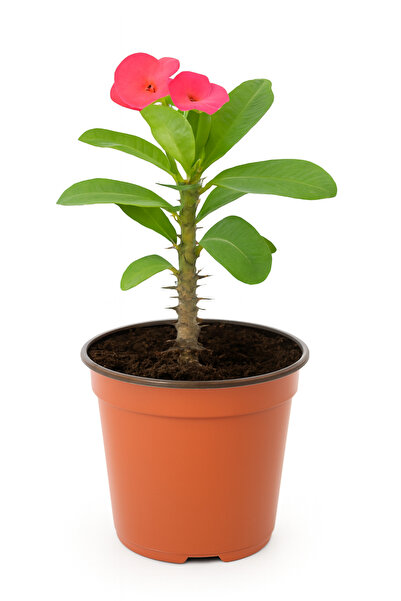 Geneic Euphorbia 20 CM