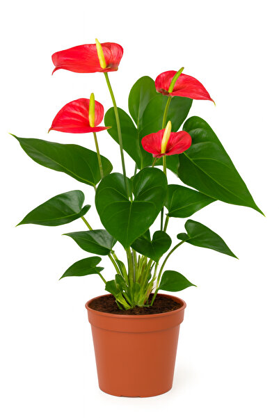 Generic نبات أنثوريوم 40-45 سم