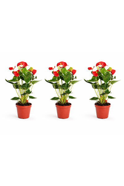 Generic مجموعة من 3 نباتات أنثوريوم طازجة (40-45 سم)