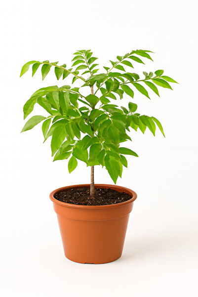 Generic نبات الكاري أو نبات الكاري - 50-60 سم