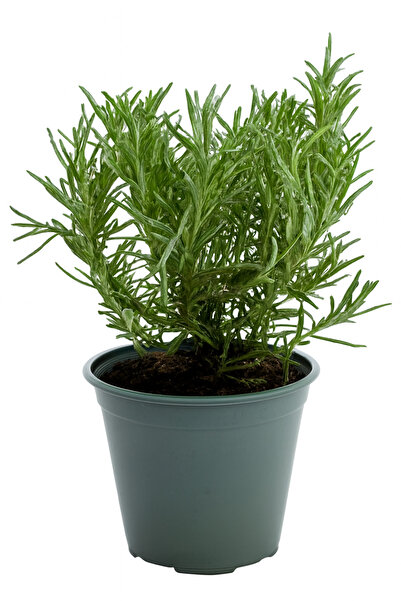 Generic نبتة إكليل الجبل الطازجة | عشبة عطرية للطهي | عشبة حية مزروعة في أصيص...