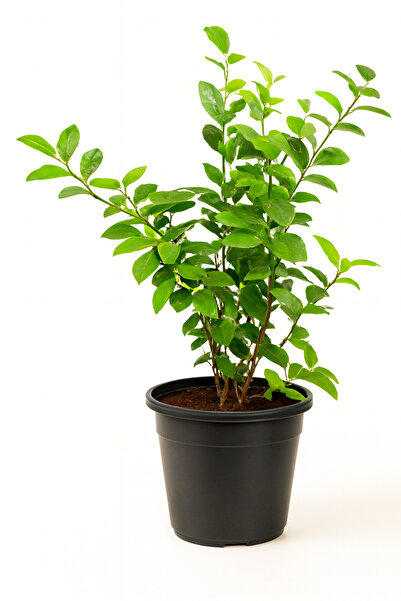 Generic Jasmine Mogra 50CM