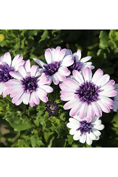 E-fidancim Çok Yıllık Erato Double White Blush Bodrum Papatyası Çiçeği Fidesi...