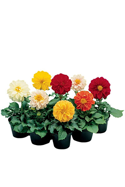 megcito Yıldız Dahlia Çiçeği Karışık Renk - Saksılık 5 Tohum