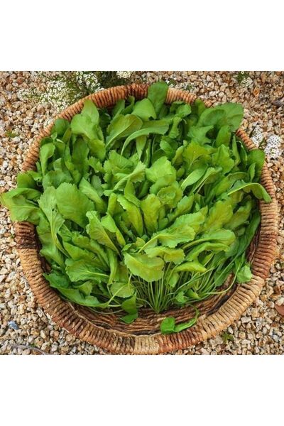 Sümer Tohum 100 Adet Yerli Doğal Tere Tohumu