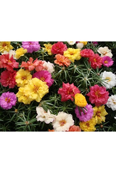 Sümer Tohum 10 Adet Katmerli İpek Çiçeği Tohumu