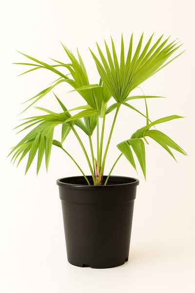 Generic Livistona palm 45CM