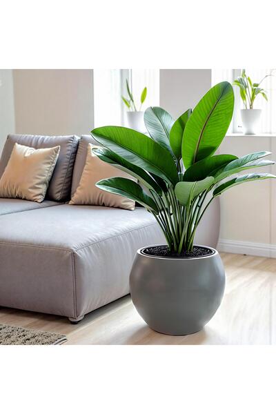 CANBOTANİK Yuvalak Saksı Salon Saksı Küre Saksı 40 Cm antrasit Saksı Plastik ...