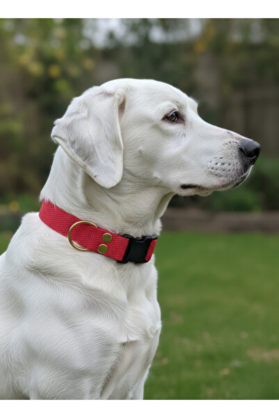 balkonda طوق للكلاب قابل للتعديل لجميع السلالات بعرض 2.5 سم