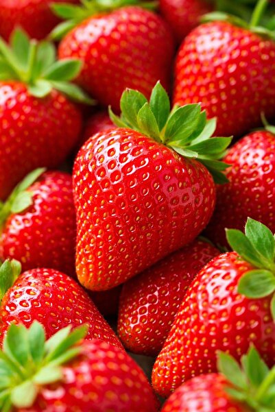 çınar fidancılık VERİTY YEDİ VEREN 50 ADET YEDİVEREN ÇİLEK FİDANI TAZE SÖKÜN ...