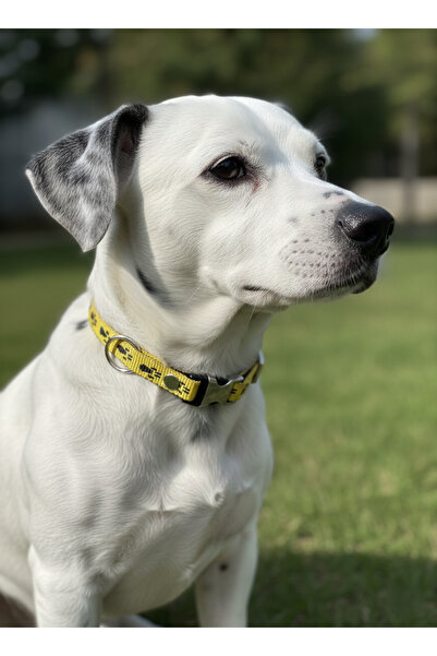 balkonda Dog Collar Adjustable for Small & Medium Breeds 1.5 cm Wide Column C...