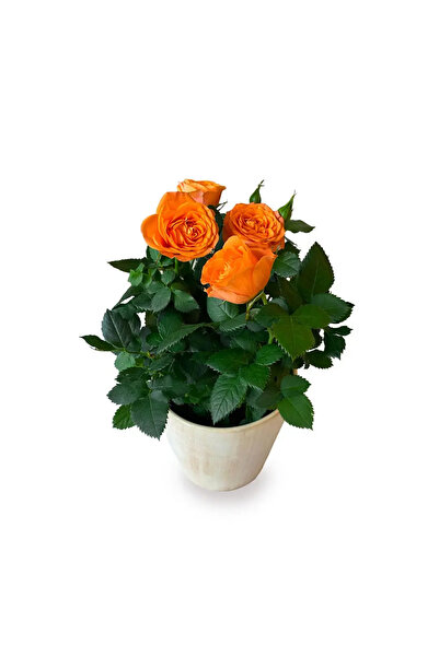 NADİR KAKTÜS Mini Bodur Gül Turuncu | 25-30 cm Boy Canlı Ev & Balkon Bitkisi