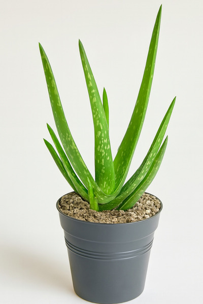 Generic Aloe Vera