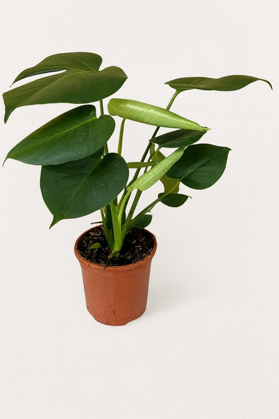 Generic Monstera deliciosa or swiss cheese plant 45-55 CM