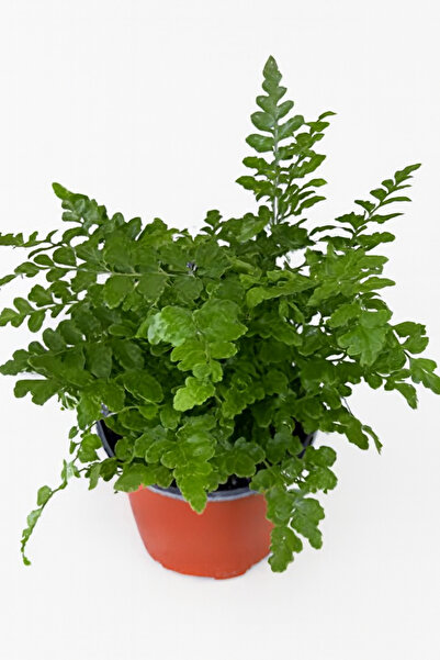 Generic Nephrolepis Fresh Plants | 12 CM Pot, 20 CM