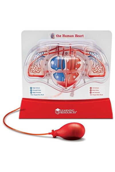 Learning Resources Macheta inima - Pomparea sangelui