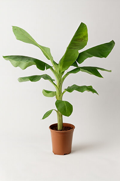 Generic Banana Plant
