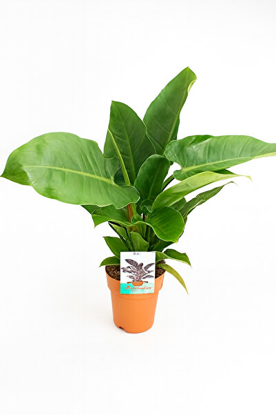Generic Philodendron Imperial Green