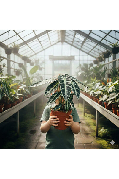 bitkidünyam Alocasia BambinoFil Kulağı