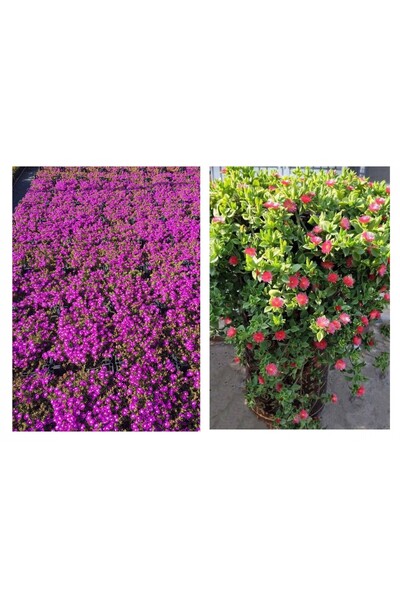 Tunç Botanik 20 ADET YER ÖRTÜCÜ - SARKICI ÇİÇEK SETİ (10 ACEM HALISI + 10 BUZ...