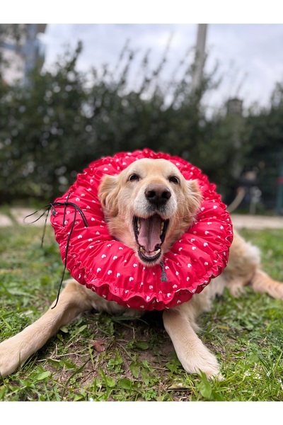 Petris 0.rta-Büyük.Irk Köpek Boyunluk-elizabeth Yakalık Operasyon Boyunluk-ke...