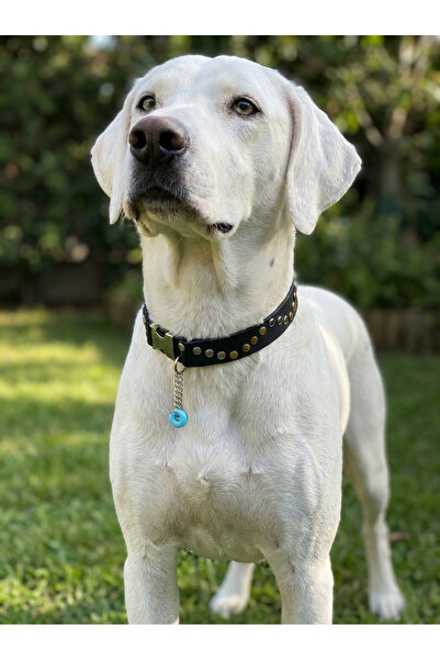 balkonda طوق للكلاب قابل للتعديل بعرض 2.5 سم من الجلد لجميع السلالات