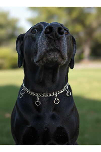 balkonda طوق للكلاب قابل للتعديل بعرض 2.5 سم من الجلد لجميع السلالات