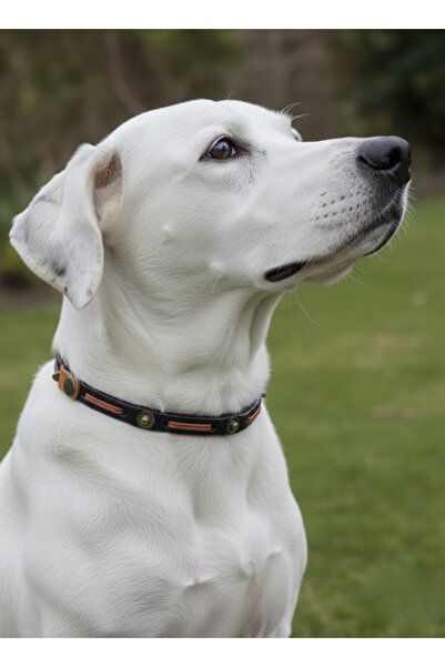 balkonda Dog Collar Adjustable 1 cm Width Leather Medium and Large Breed