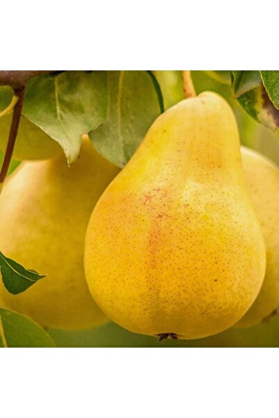 AFYONDOĞAPEYZAJ AŞILI SERTİFİKALI 2 YAŞ WİLLİAMS ARMUT FİDANI AÇIK KÖK